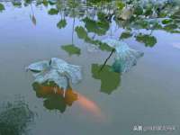 扬州兴鼎餐饮服务有限公司