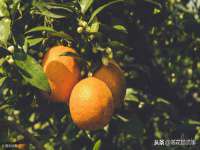 扬州兴鼎餐饮服务有限公司